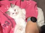 Chocolate female - Ragdoll Cat For Sale - Minerva&comma; OH&comma; US