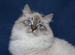 XAVIRA IZ TVERSKOGO KNYAZHESTVA - Siberian Cat For Sale - NY&comma; US