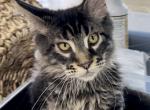 Gucci - Maine Coon Cat For Sale - Boerne&comma; TX&comma; US