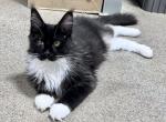 Mr Wondeful aka Fancy Special price - Maine Coon Cat For Sale - Boerne&comma; TX&comma; US