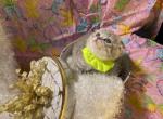 Star and Silver - Scottish Fold Cat For Sale - Gainesville&comma; GA&comma; US