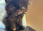 Lolita - Persian Cat For Sale - Houston&comma; TX&comma; US