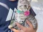 Special kittens - Scottish Straight Cat For Sale - Tukwila&comma; WA&comma; US