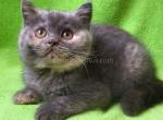 NOT SOLDGalaxy blue cream tortie british shorthair - British Shorthair Cat For Sale - CA&comma; US