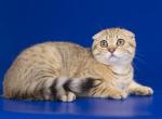 NOT SOLD charming scottish fold boy Silv - Scottish Fold Cat For Sale - CA&comma; US