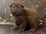 Sweet chocolate color scottish fold baby - Scottish Fold Kitten For Sale - CA&comma; US