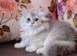 Hiwrya blue golden shaded british longhair girl - Persian Cat For Sale - Los Angeles&comma; CA&comma; US