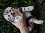 Oscar butterfly tabby scottish fold baby boy - Scottish Fold Kitten For Sale - CA&comma; US