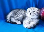 Snow leopard scottish fold silver tabby boy - Scottish Fold Cat For Sale - Los Angeles&comma; CA&comma; US