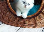 Rocky lilac point scottish fold chunky baby boy - Scottish Fold Cat For Sale - Los Angeles&comma; CA&comma; US