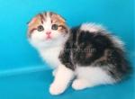 Vitas golden tabby bicolor scottish fold baby boy - Scottish Fold Cat For Sale - Los Angeles&comma; CA&comma; US