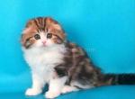 Little lion cub Vytaz scottish fold longhair baby - Scottish Fold Cat For Sale - Los Angeles&comma; CA&comma; US