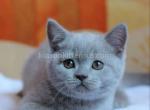 Puding lilac color plushy baby boy - Scottish Straight Cat For Sale - Los Angeles&comma; CA&comma; US