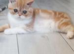 Amber chunky orange bicolor baby girl - British Shorthair Cat For Sale - Los Angeles&comma; CA&comma; US