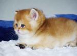 Cake golden shaded british shorthair little chunk - British Shorthair Kitten For Sale - CA&comma; US