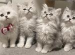 Long haired Scottish - Scottish Fold Cat For Sale - Tukwila&comma; WA&comma; US