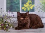 Beauty - British Shorthair Cat For Sale - Miami&comma; FL&comma; US