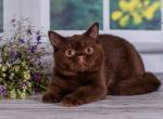 Bently - British Shorthair Cat For Sale - Miami&comma; FL&comma; US