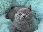 Ducat - British Shorthair Cat For Sale - Miami&comma; FL&comma; US