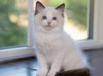 Eve - Ragdoll Cat For Sale - Hollywood&comma; FL&comma; US
