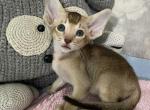Izida - Oriental Cat For Sale - Pembroke Pines&comma; FL&comma; US