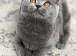 Candy - British Shorthair Cat For Sale - Brooklyn&comma; NY&comma; US