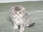 Precious little girl - Scottish Fold Cat For Sale - Lincoln&comma; NE&comma; US