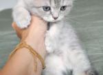 Scottish fold girl - Scottish Fold Cat For Sale - Lincoln&comma; NE&comma; US