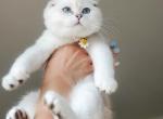 Lila - Scottish Fold Cat For Sale - Watertown&comma; NY&comma; US