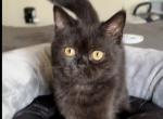 Benjamin - Scottish Straight Cat For Sale - Los Angeles&comma; CA&comma; US