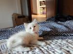 Blue Bicolor Tortie - Ragdoll Cat For Sale - Attica&comma; MI&comma; US