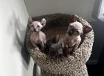 July 4th liter - Sphynx Cat For Sale - Brooklyn&comma; NY&comma; US