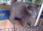 Oriental Longhair Boy - Oriental Cat For Sale - Walterboro&comma; SC&comma; US