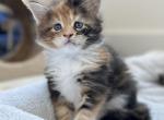 Lyra litter - Maine Coon Cat For Sale - Boerne&comma; TX&comma; US