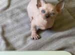 Canadian Sphynx Sully - Sphynx Cat For Sale - Abington&comma; PA&comma; US