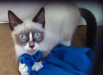 Sealpoint Snowshoe Boy - Snowshoe Cat For Sale - Walterboro&comma; SC&comma; US