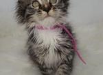Astrid - Maine Coon Cat For Sale - Braham&comma; MN&comma; US