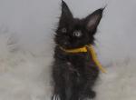 Jiji - Maine Coon Cat For Sale - Braham&comma; MN&comma; US