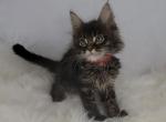 Hank - Maine Coon Cat For Sale - Braham&comma; MN&comma; US