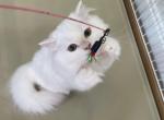 Tiffany - Scottish Fold Cat For Sale - Hollywood&comma; FL&comma; US