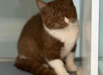 Olivka - British Shorthair Cat For Sale - Miami&comma; FL&comma; US