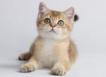 Atom - British Shorthair Cat For Sale - Miami&comma; FL&comma; US