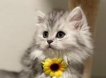Female long haired Scottish - Scottish Fold Cat For Sale - Tukwila&comma; WA&comma; US