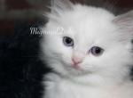 SOLD Rosa Megsroyaldolls - Ragdoll Cat For Sale - Hudson&comma; OH&comma; US