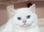 Blue eyed male British kitten - British Shorthair Cat For Sale - Thornton&comma; CO&comma; US