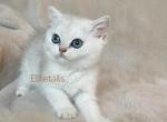 Silver British shorthaired kittens - British Shorthair Cat For Sale - Thornton&comma; CO&comma; US