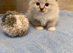 Theo - Ragdoll Cat For Sale - Freeburg&comma; PA&comma; US
