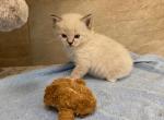 Merlin - Ragdoll Cat For Sale - Freeburg&comma; PA&comma; US