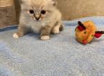 Duke - Ragdoll Cat For Sale - Freeburg&comma; PA&comma; US