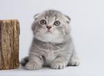 Jammer - Munchkin Cat For Sale - Hollywood&comma; FL&comma; US